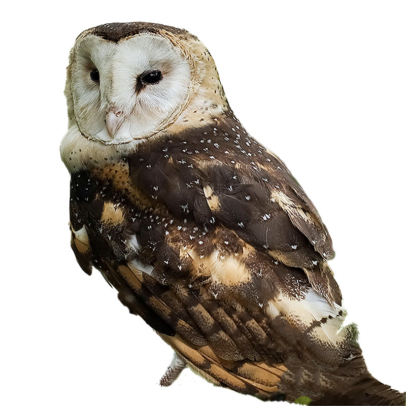 (image for) Grass Owl