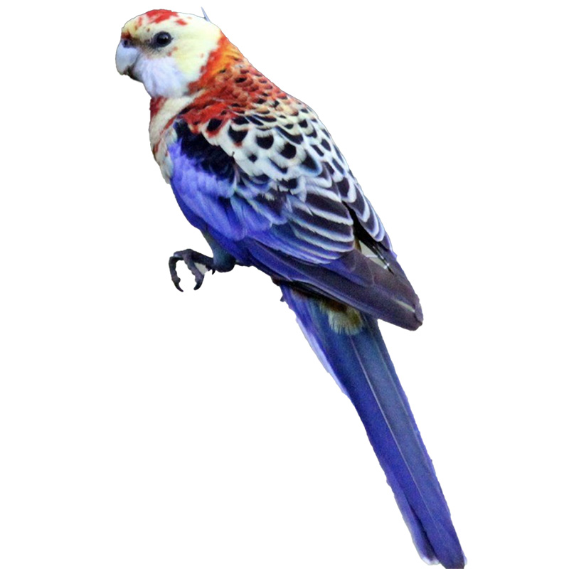 (image for) Northern Rosella
