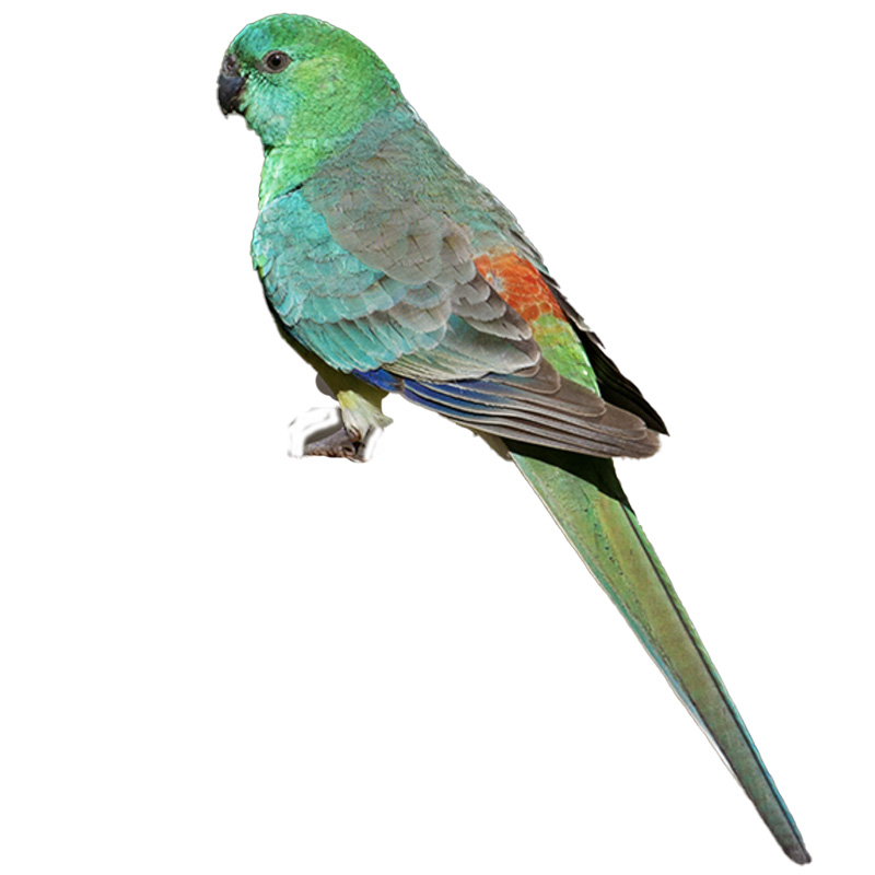 (image for) Red Rump Parakeet
