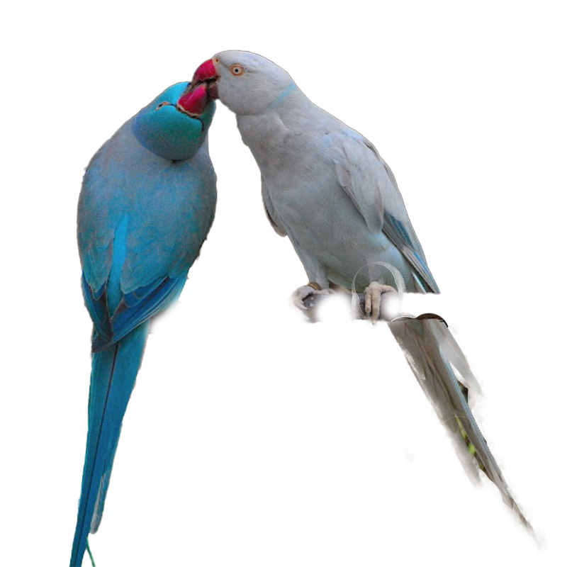 (image for) Indian Ringneck Blue Parakeet