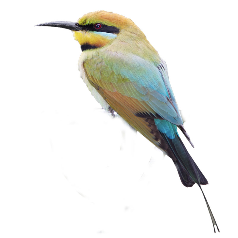 (image for) Rainbow Bee Eater