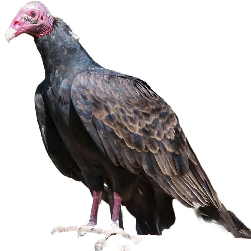 (image for) Vulture
