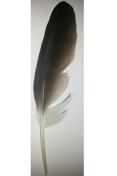 (image for) Curlew Native Flight Wing Feathers - Click Image to Close