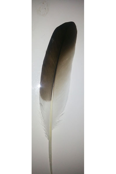 (image for) Curlew Native Secondary Wing Feathers