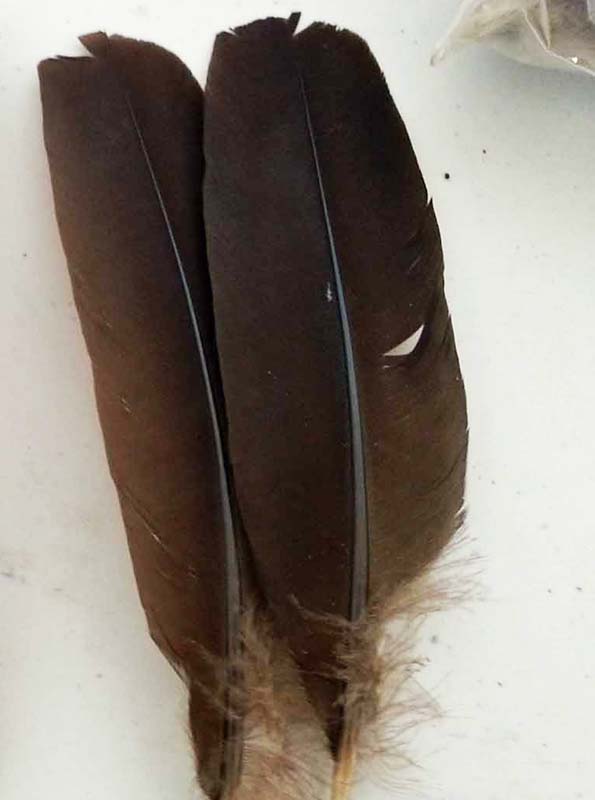 (image for) Brush Turkey Wing Feathers - Click Image to Close