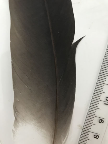 (image for) White Faced Heron Flight Wing Feather