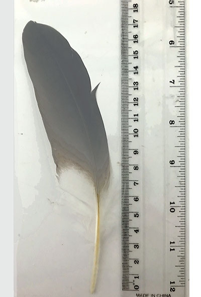 (image for) White Faced Heron Secondary Wing Feather