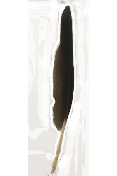 (image for) Straw Necked Ibis Primary Wing Feather - Click Image to Close