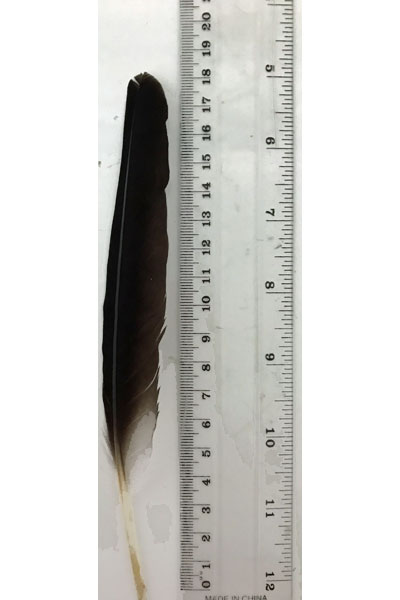 (image for) Masked Lapwing Primary Wing Feather