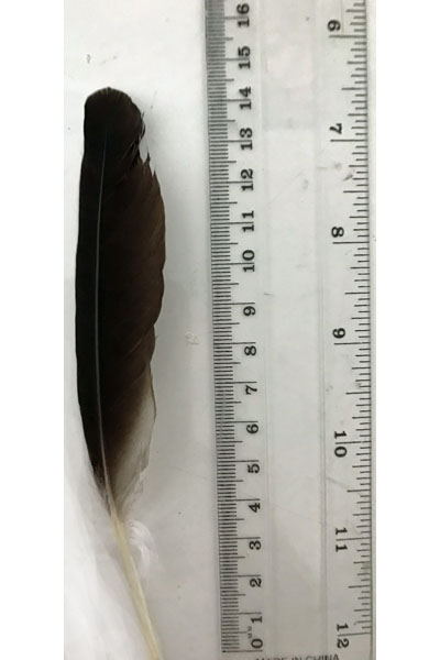 (image for) Masked Lapwing Secondary Wing Feather