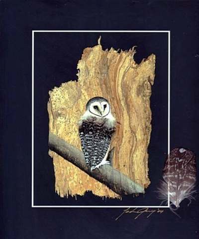 (image for) Lesser Sooty Owl Print & Native Feather & Signed - Click Image to Close