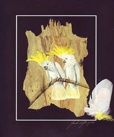 (image for) Sulphur Crested Cockatoo Print,Feathers & Signed - Click Image to Close