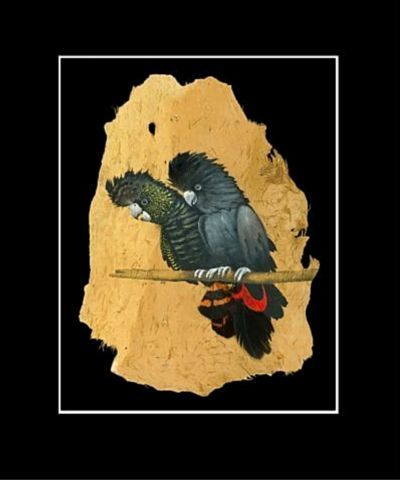(image for) Red Tailed Black Cockatoo Print
