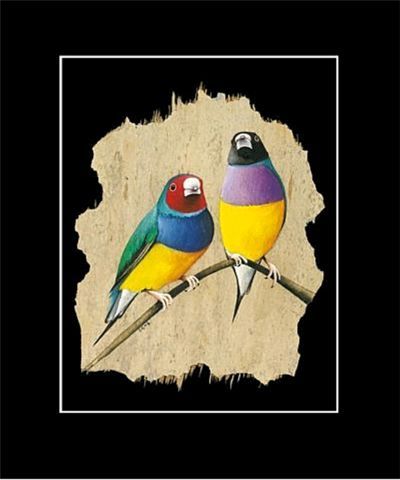 (image for) Gouldian Finch Barkart Print - Click Image to Close