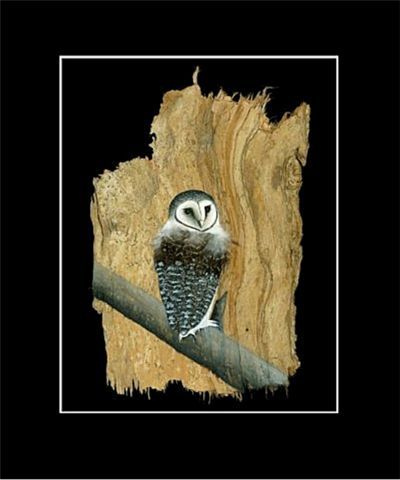 (image for) Lessor Sooty Owl Barkart Print - Click Image to Close