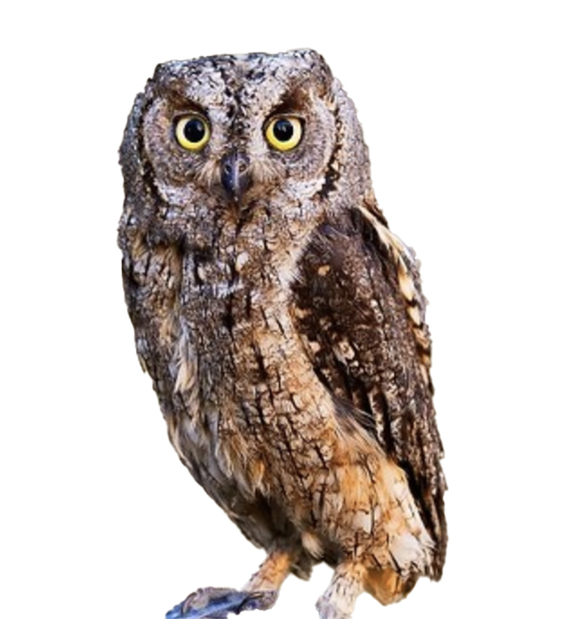 (image for) Scops Owl