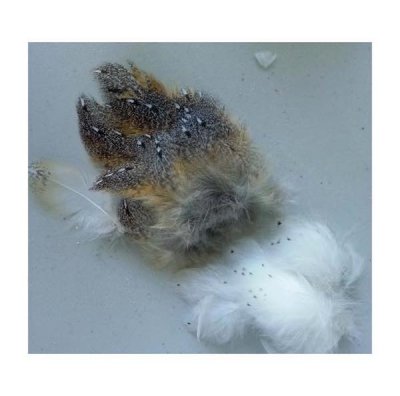 Barn Owl Plumage Feathers