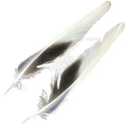 #100 Bourke Parrot Pair Tail Feathers