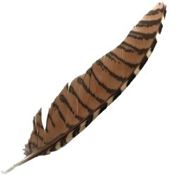 #117 Coucal Wing Pointer Feather