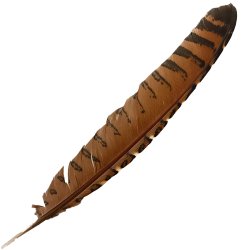 #104 Coucal Wing Flight Feather