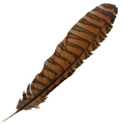 #106 Coucal Wing Primary Feather