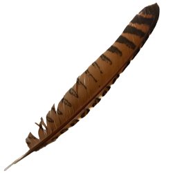 #107 Coucal Wing Flight Feather