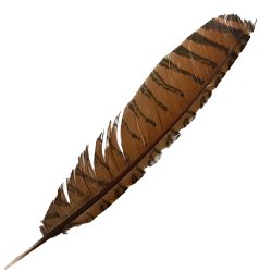 #109 Coucal Wing Flight Feather