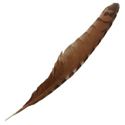 #111 Coucal Wing Flight Feather