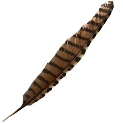 #112 Coucal Wing Flight Feather