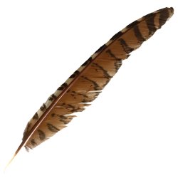 #118 Coucal Wing Flight Feather