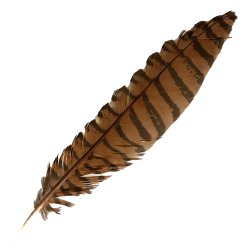 #123 Coucal Wing Secondary Feather