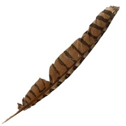#092 Coucal Wing Flight Feather