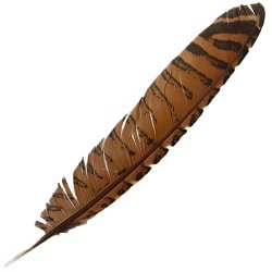 #100 Coucal Wing Primary Feather