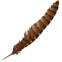 #091 Coucal Wing Flight Feather