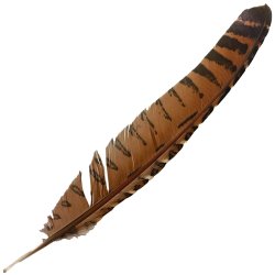 #095 Coucal Wing Flight Feather