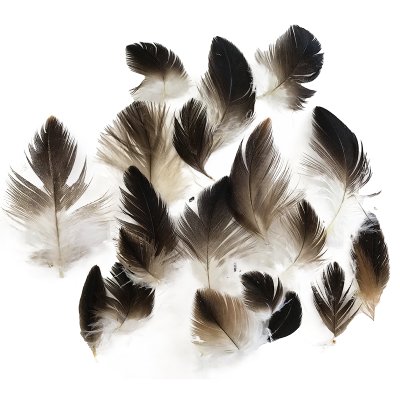 #1 Wedged Tail Eagle Plumage Feathers x20