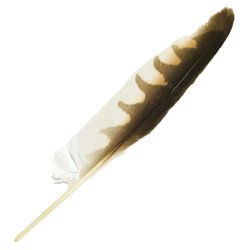 #10 Nankeen Kestrel Primary Wing Feather