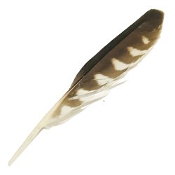 #13 Nankeen Kestrel Primary Wing Feather