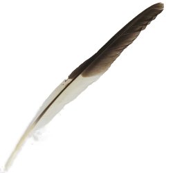 #103 Laughing Kookaburra Flight Wing Feather