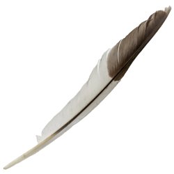 #114 Laughing Kookaburra Flight Wing Feather