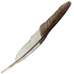 #116 Laughing Kookaburra Flight Wing Feather