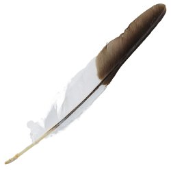 #104 Laughing Kookaburra Flight Wing Feather