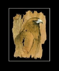 Wedge Tailed Eagle Profile