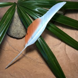 230mm Major Mitchell Flight Wing Feather No 16