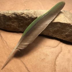 No.80 Princess Parrot Flight Wing Feather