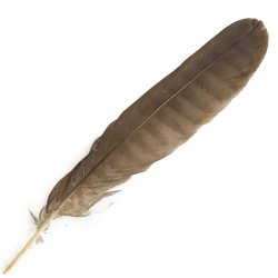 #1 Collared Sparrow Hawk Tail Feather