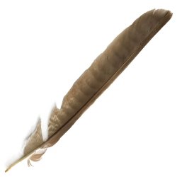 #12 Collared Sparrow Hawk Tail Feather