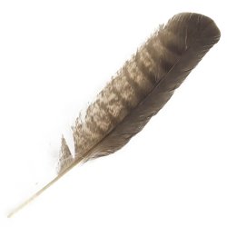 #1 Collared Sparrow Hawk Primary Wing Feather