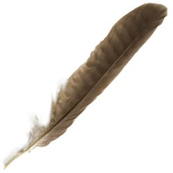 #11 Collared Sparrow Hawk Tail Feather