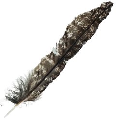 #05 Tawney Frogmouth Tail Feather